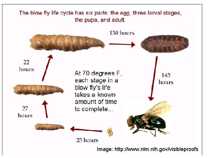 Image: http: //www. nlm. nih. gov/visibleproofs 