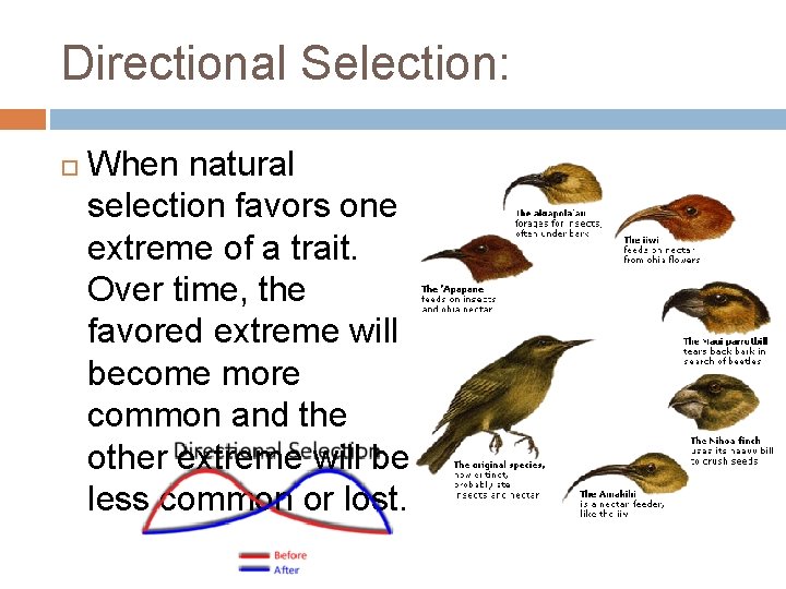 Warmup questions How could genetic mutations be advantageous