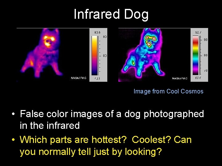 Infrared Dog Image from Cool Cosmos • False color images of a dog photographed