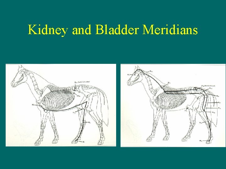 Kidney and Bladder Meridians 