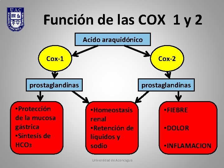 Función de las COX 1 y 2 Acido araquidónico Cox-1 Cox-2 prostaglandinas • Protección
