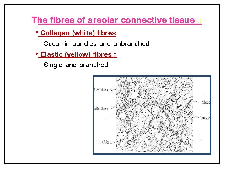 The fibres of areolar connective tissue : • Collagen (white) fibres : Occur in