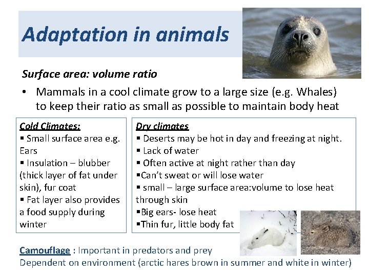 Adaptation in animals Surface area: volume ratio • Mammals in a cool climate grow
