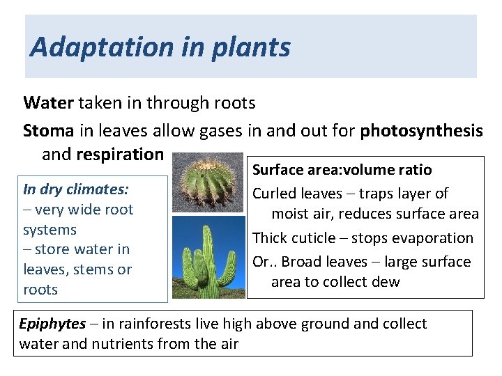 Adaptation in plants Water taken in through roots Stoma in leaves allow gases in