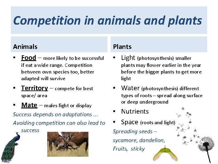 Competition in animals and plants Animals • Food – more likely to be successful