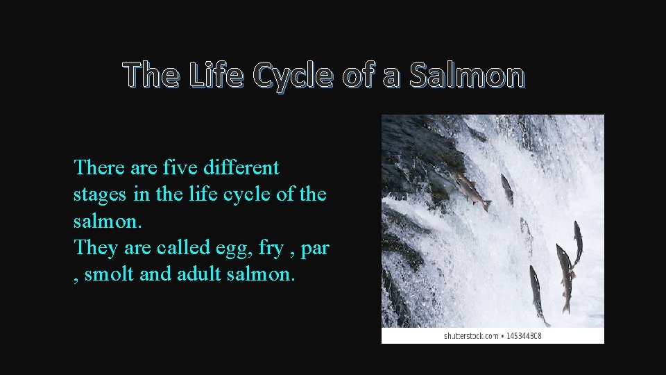 The Life Cycle of a Salmon There are five different stages in the life