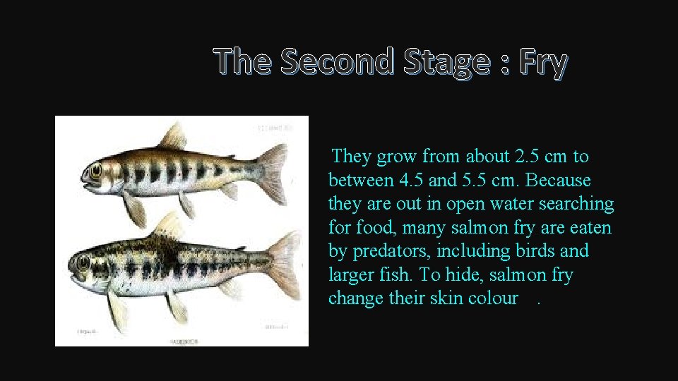 The Second Stage : Fry They grow from about 2. 5 cm to between