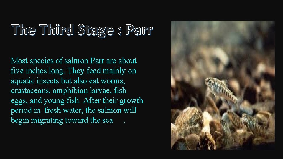 The Third Stage : Parr Most species of salmon Parr are about five inches