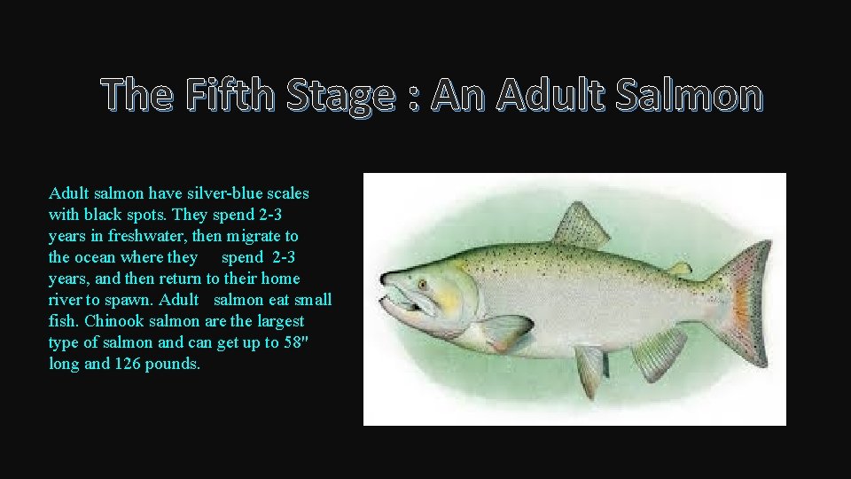 The Fifth Stage : An Adult Salmon Adult salmon have silver-blue scales with black