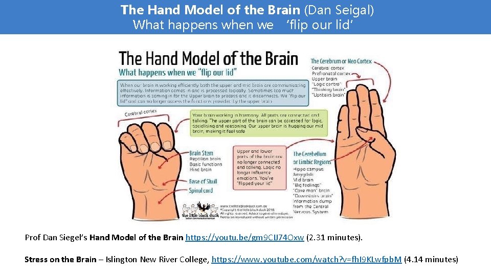 The Hand Model of the Brain (Dan Seigal) What happens when we ‘flip our