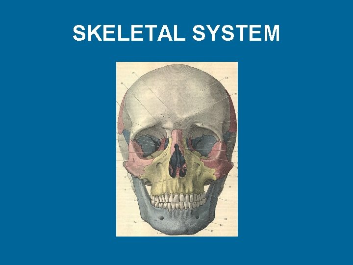 SKELETAL SYSTEM 