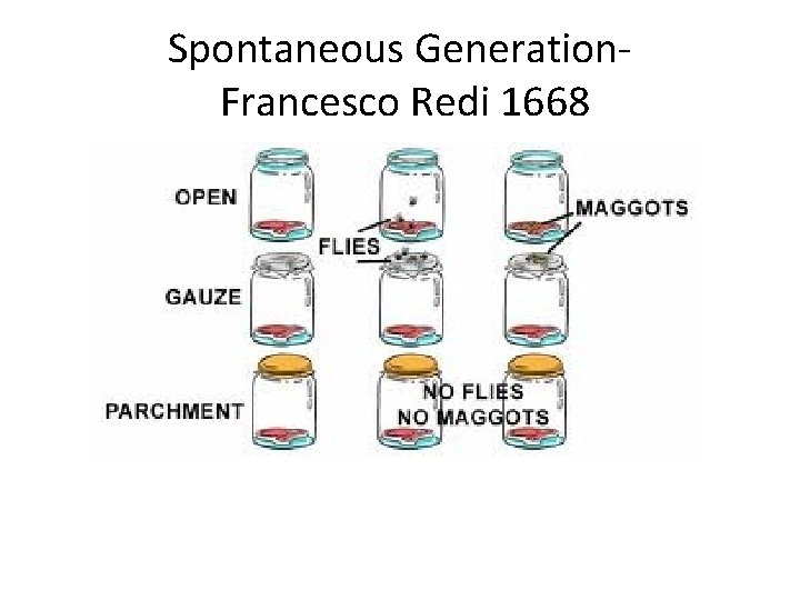 Spontaneous Generation. Francesco Redi 1668 