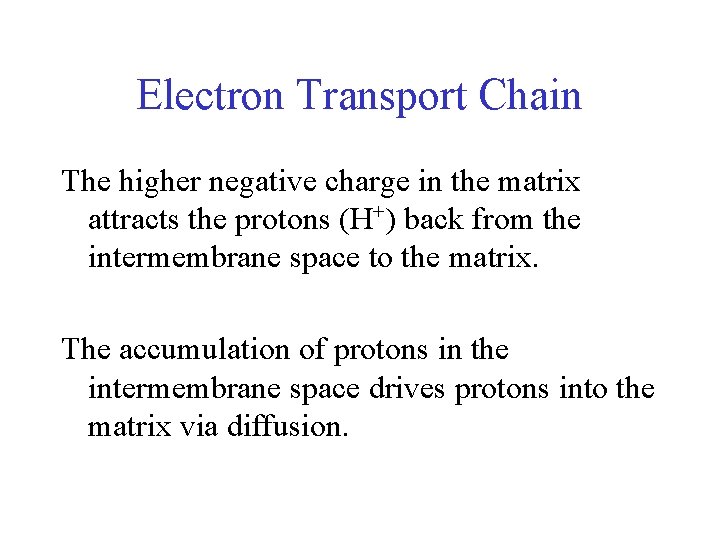 Electron Transport Chain The higher negative charge in the matrix attracts the protons (H+)