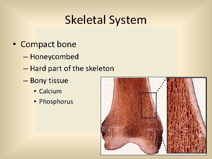 Skeletal System • Compact bone – Honeycombed – Hard part of the skeleton –