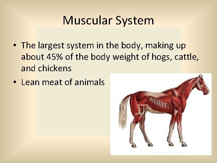 Muscular System • The largest system in the body, making up about 45% of