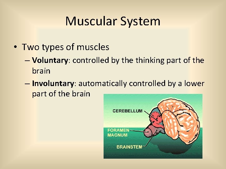 Muscular System • Two types of muscles – Voluntary: controlled by the thinking part