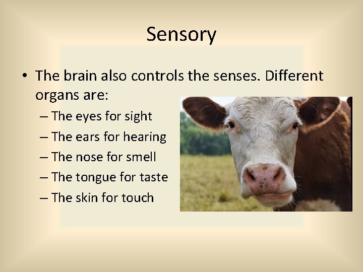 Sensory • The brain also controls the senses. Different organs are: – The eyes