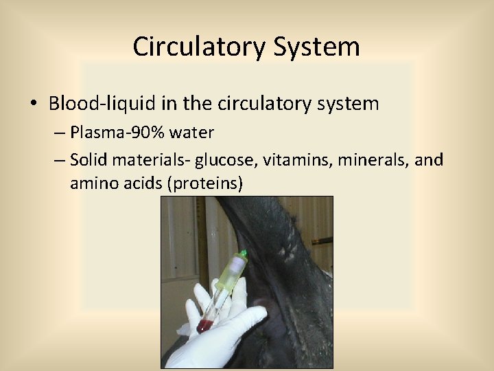 Circulatory System • Blood-liquid in the circulatory system – Plasma-90% water – Solid materials-