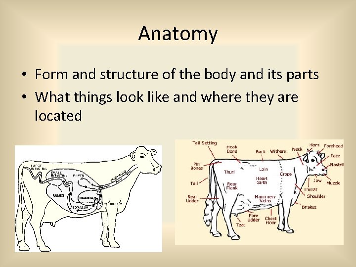Anatomy • Form and structure of the body and its parts • What things