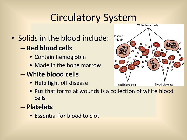 Circulatory System • Solids in the blood include: – Red blood cells • Contain