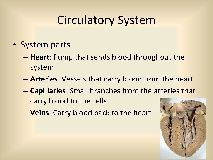 Circulatory System • System parts – Heart: Pump that sends blood throughout the system