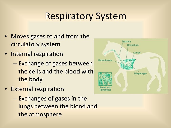 Respiratory System • Moves gases to and from the circulatory system • Internal respiration