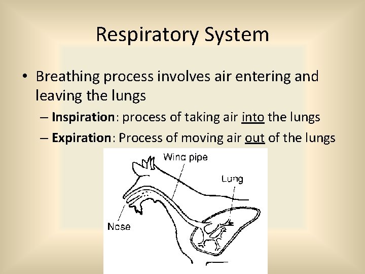 Respiratory System • Breathing process involves air entering and leaving the lungs – Inspiration: