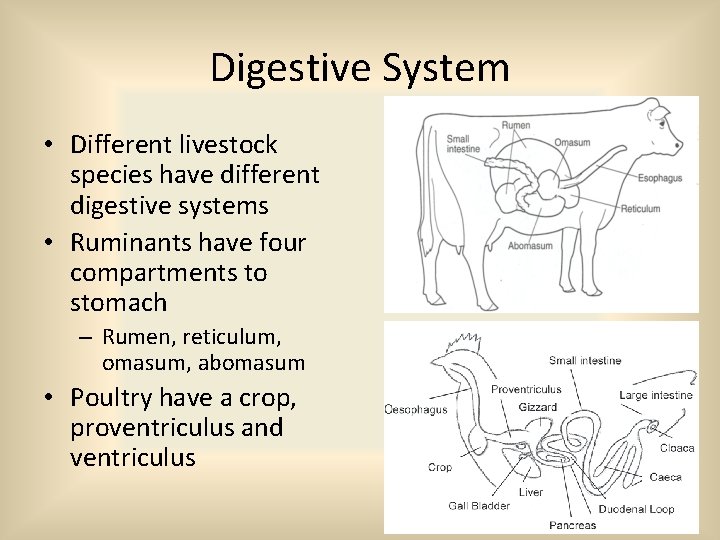 Digestive System • Different livestock species have different digestive systems • Ruminants have four