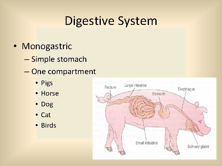 Digestive System • Monogastric – Simple stomach – One compartment • • • Pigs