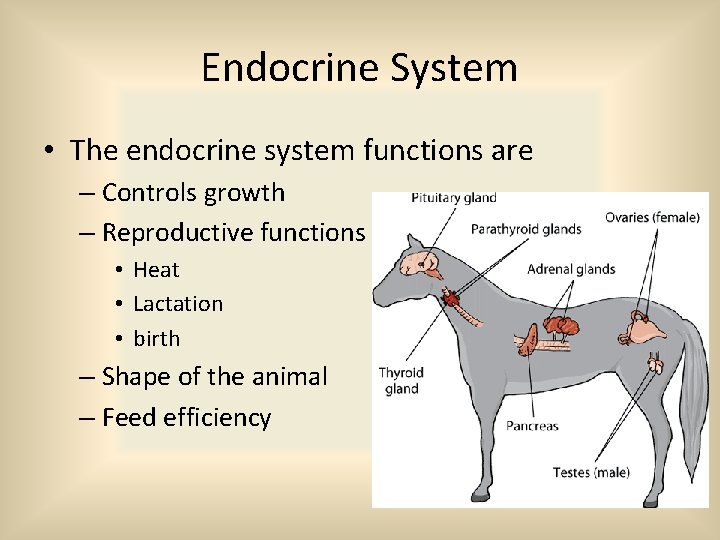 Endocrine System • The endocrine system functions are – Controls growth – Reproductive functions