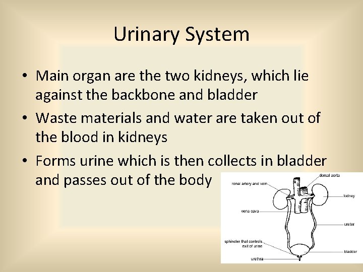 Urinary System • Main organ are the two kidneys, which lie against the backbone