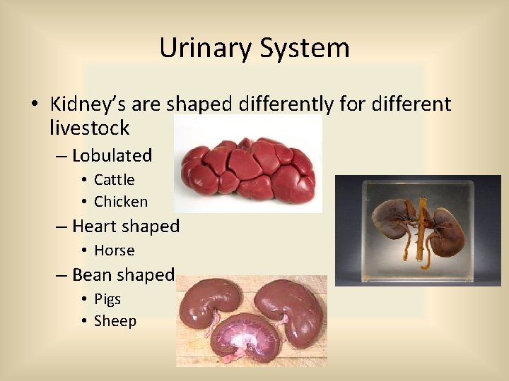 Urinary System • Kidney’s are shaped differently for different livestock – Lobulated • Cattle