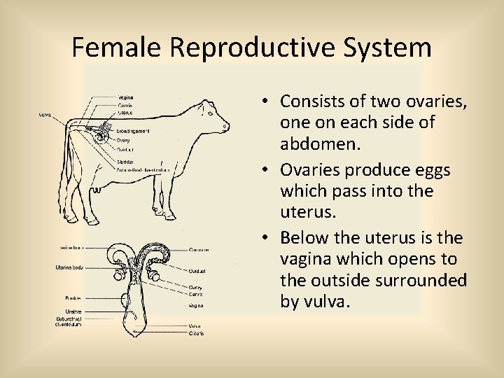 Female Reproductive System • Consists of two ovaries, one on each side of abdomen.