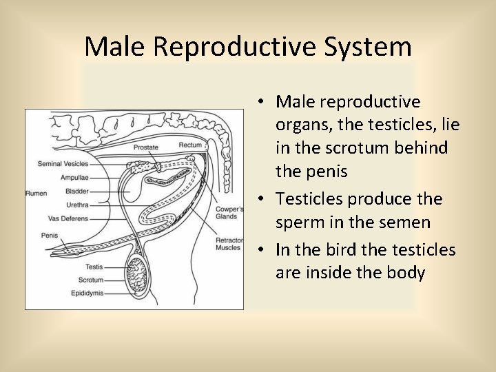 Male Reproductive System • Male reproductive organs, the testicles, lie in the scrotum behind