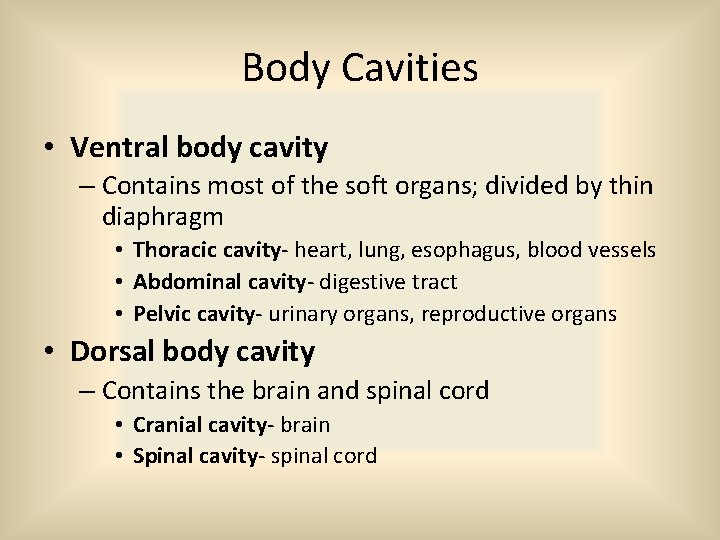 Body Cavities • Ventral body cavity – Contains most of the soft organs; divided