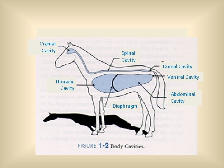 Cranial Cavity Spinal Cavity Dorsal Cavity Ventral Cavity Thoracic Cavity Diaphragm Abdominal Cavity 