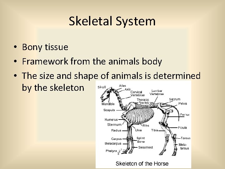 Skeletal System • Bony tissue • Framework from the animals body • The size