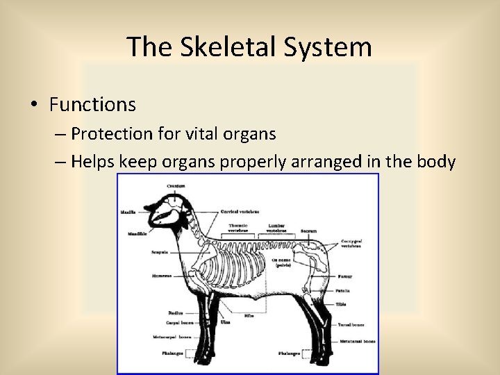 The Skeletal System • Functions – Protection for vital organs – Helps keep organs