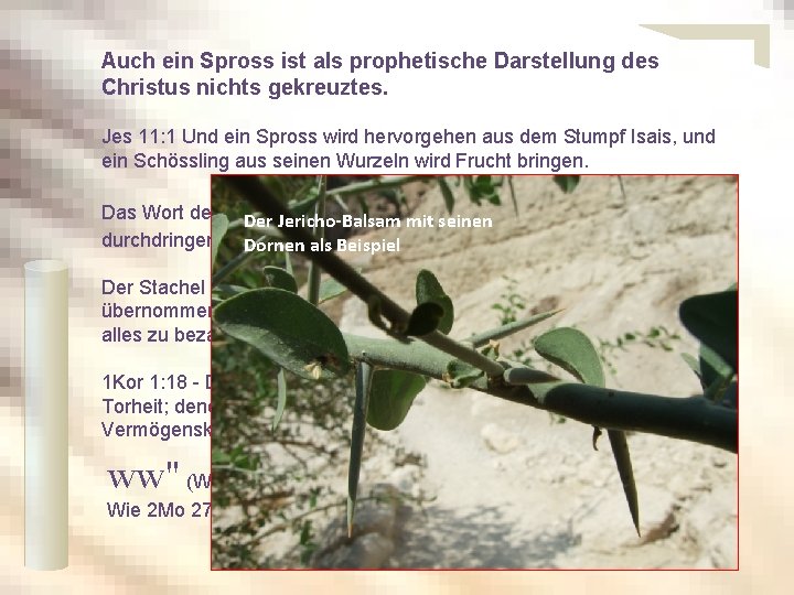 Auch ein Spross ist als prophetische Darstellung des Christus nichts gekreuztes. Jes 11: 1