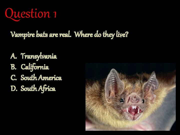 Question 1 Vampire bats are real. Where do they live? A. B. C. D.