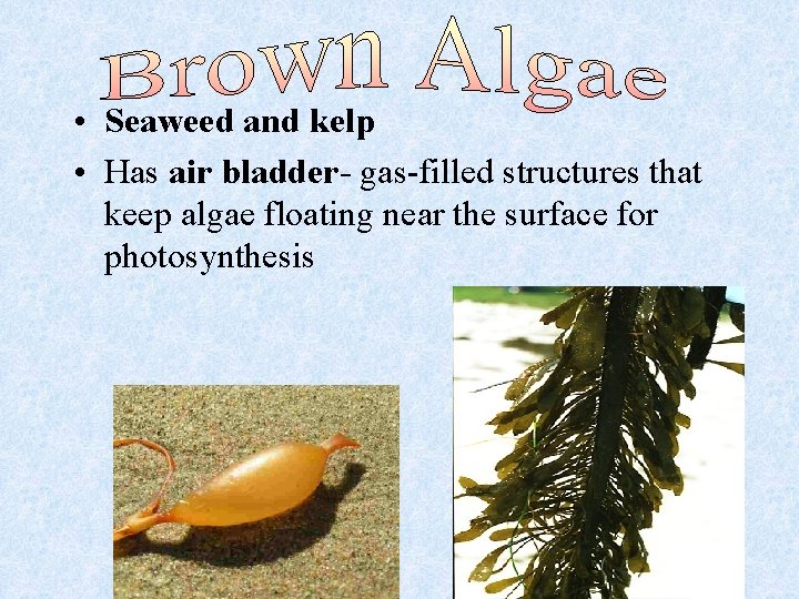  • Seaweed and kelp • Has air bladder- gas-filled structures that keep algae