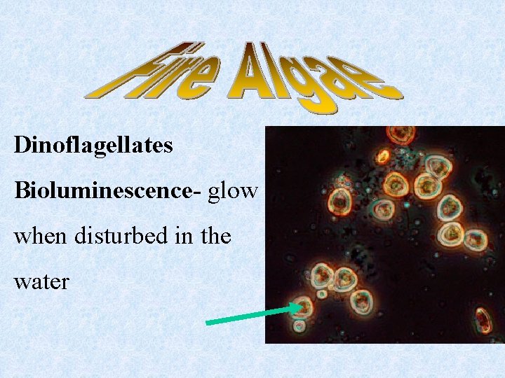 Dinoflagellates Bioluminescence- glow when disturbed in the water 