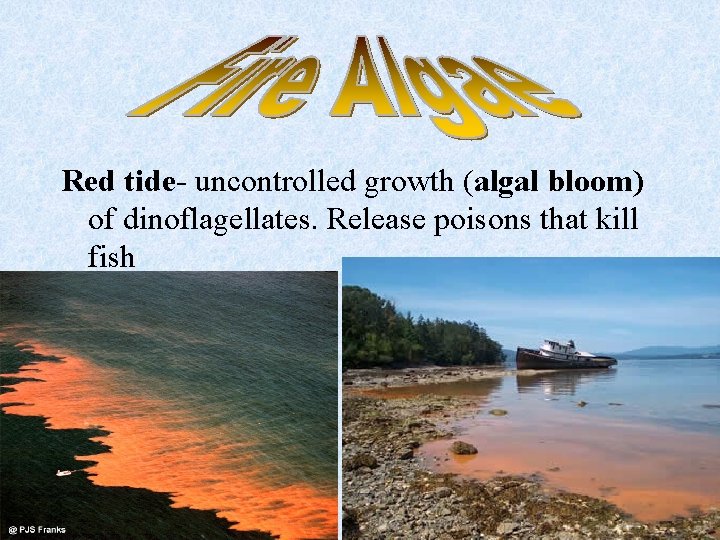 Red tide- uncontrolled growth (algal bloom) of dinoflagellates. Release poisons that kill fish 