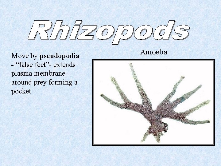 Move by pseudopodia - “false feet”- extends plasma membrane around prey forming a pocket