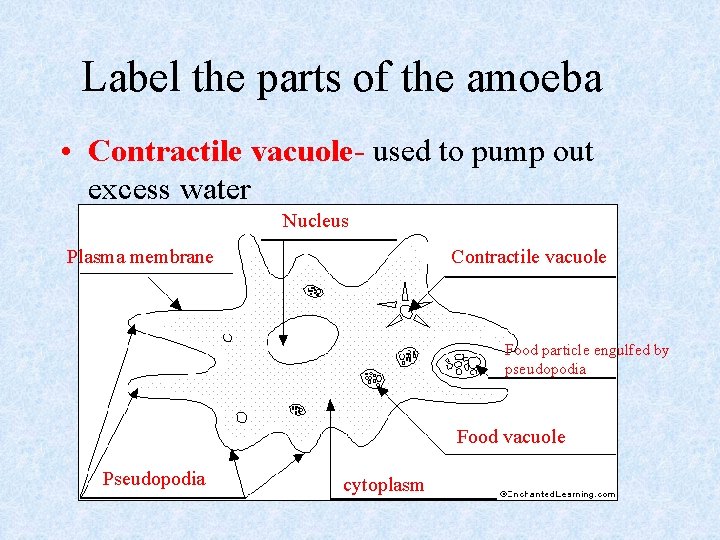 Label the parts of the amoeba • Contractile vacuole- used to pump out excess