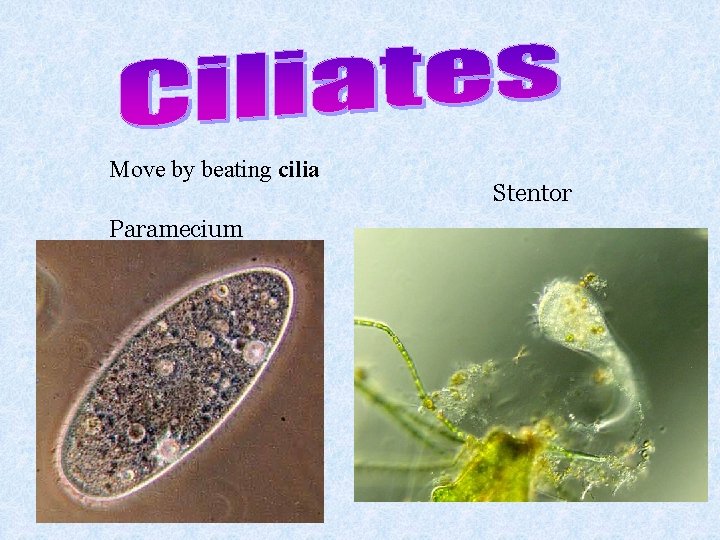Move by beating cilia Paramecium Stentor 