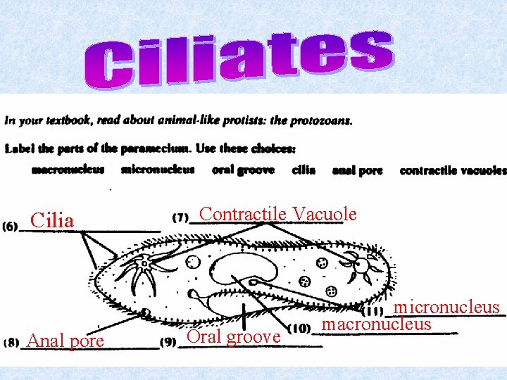 Cilia Anal pore Contractile Vacuole Oral groove micronucleus macronucleus 