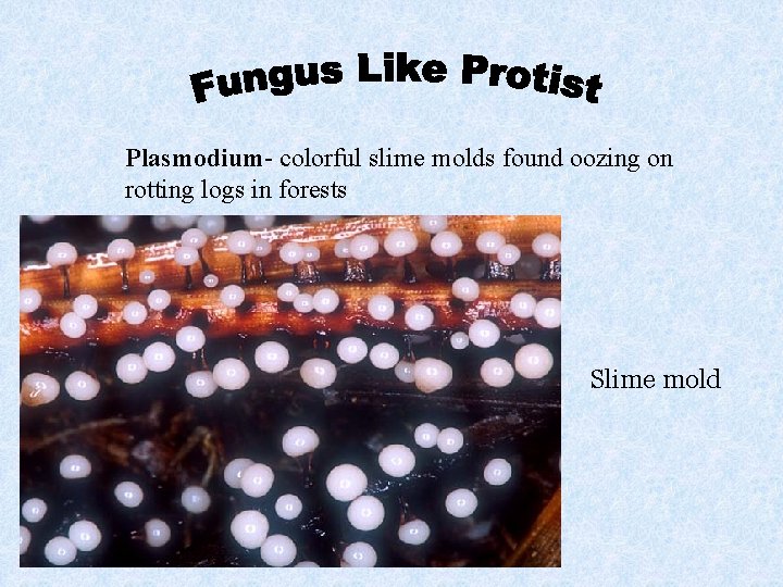 Plasmodium- colorful slime molds found oozing on rotting logs in forests Slime mold 