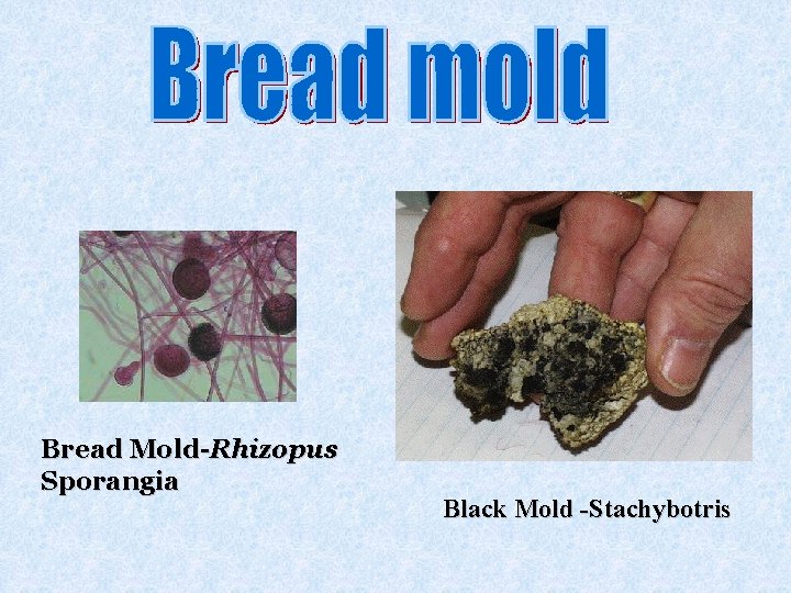 Bread Mold-Rhizopus Sporangia Black Mold -Stachybotris 