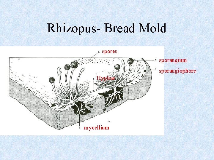 Rhizopus- Bread Mold spores sporangium sporangiophore Hyphae mycellium 